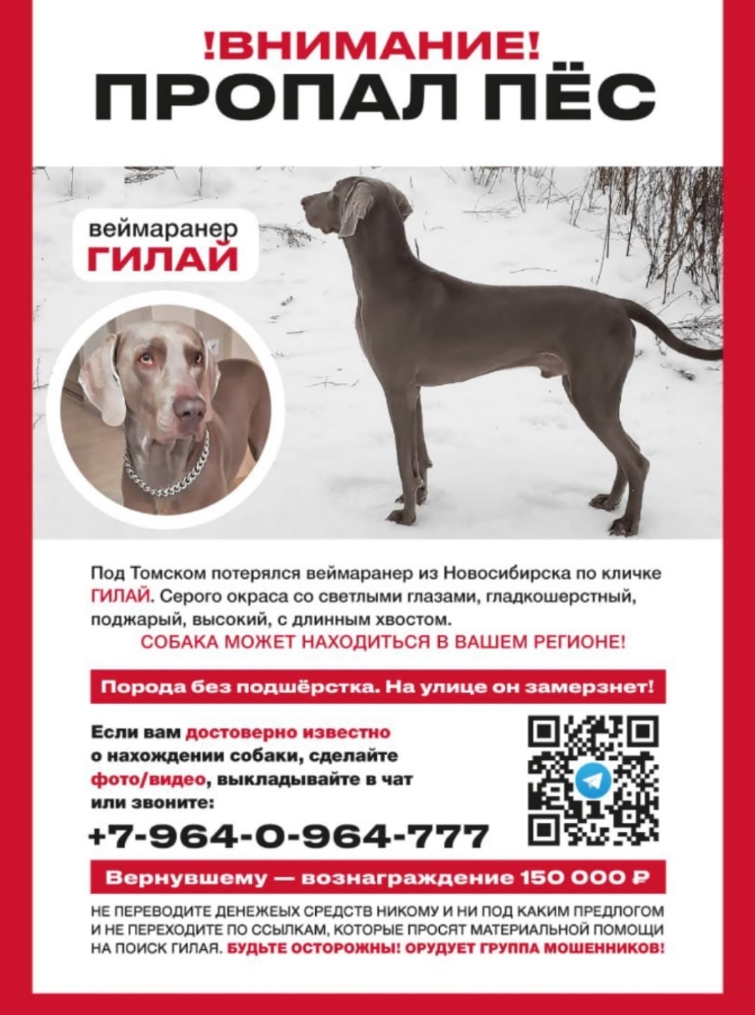 Найдена собака в Томске — фото объявления