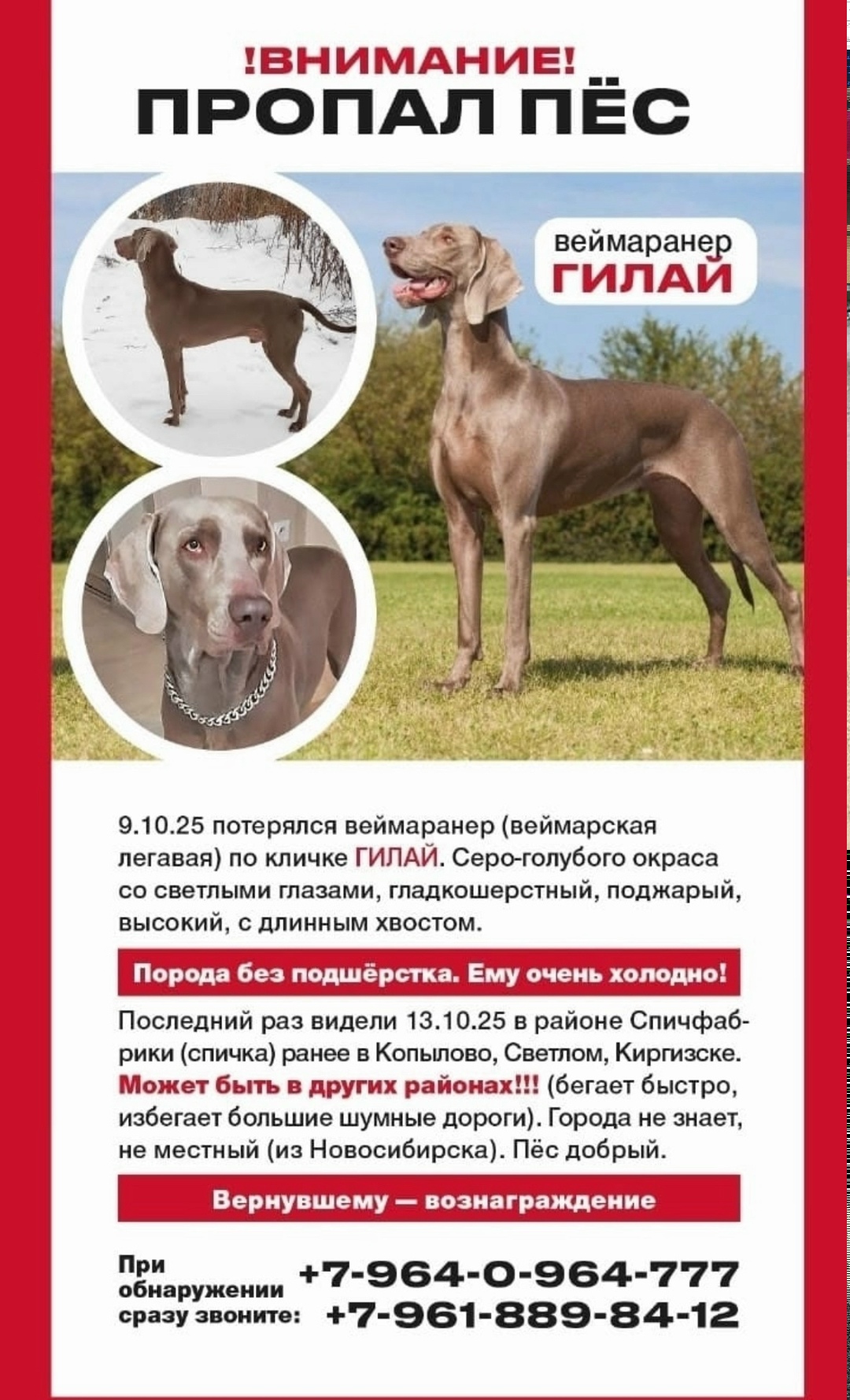 Найдена собака в Томске — фото объявления