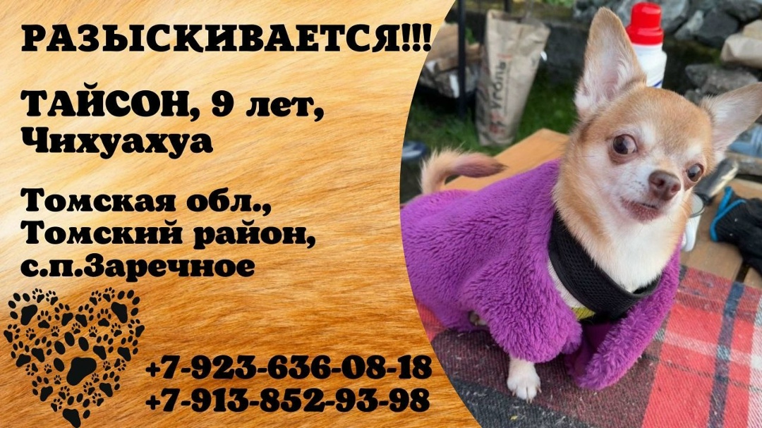 Найдена собака в Томске — фото объявления