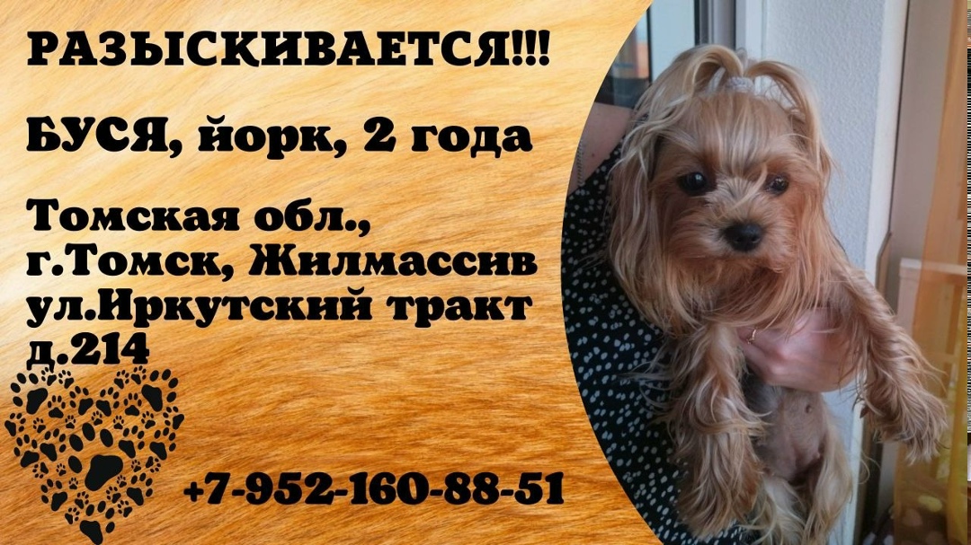 Найдена собака в Томске — фото объявления