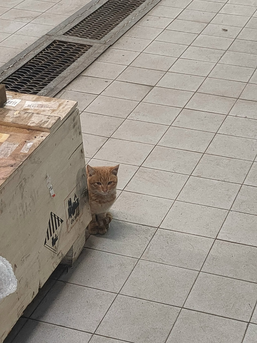 Найдена кошка в Набережных Челнах — фото объявления