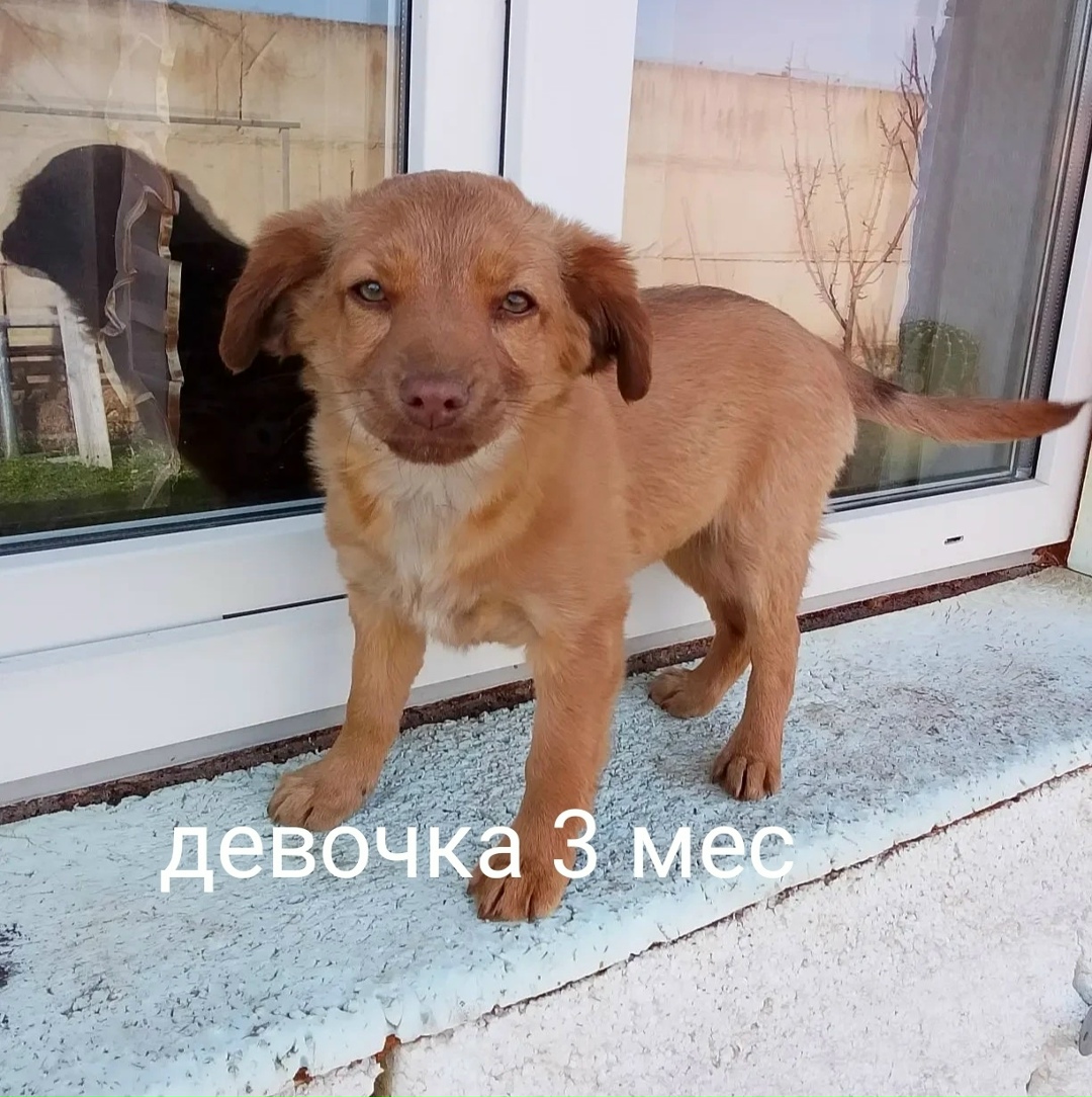 Найдена собака в Севастополе — фото объявления