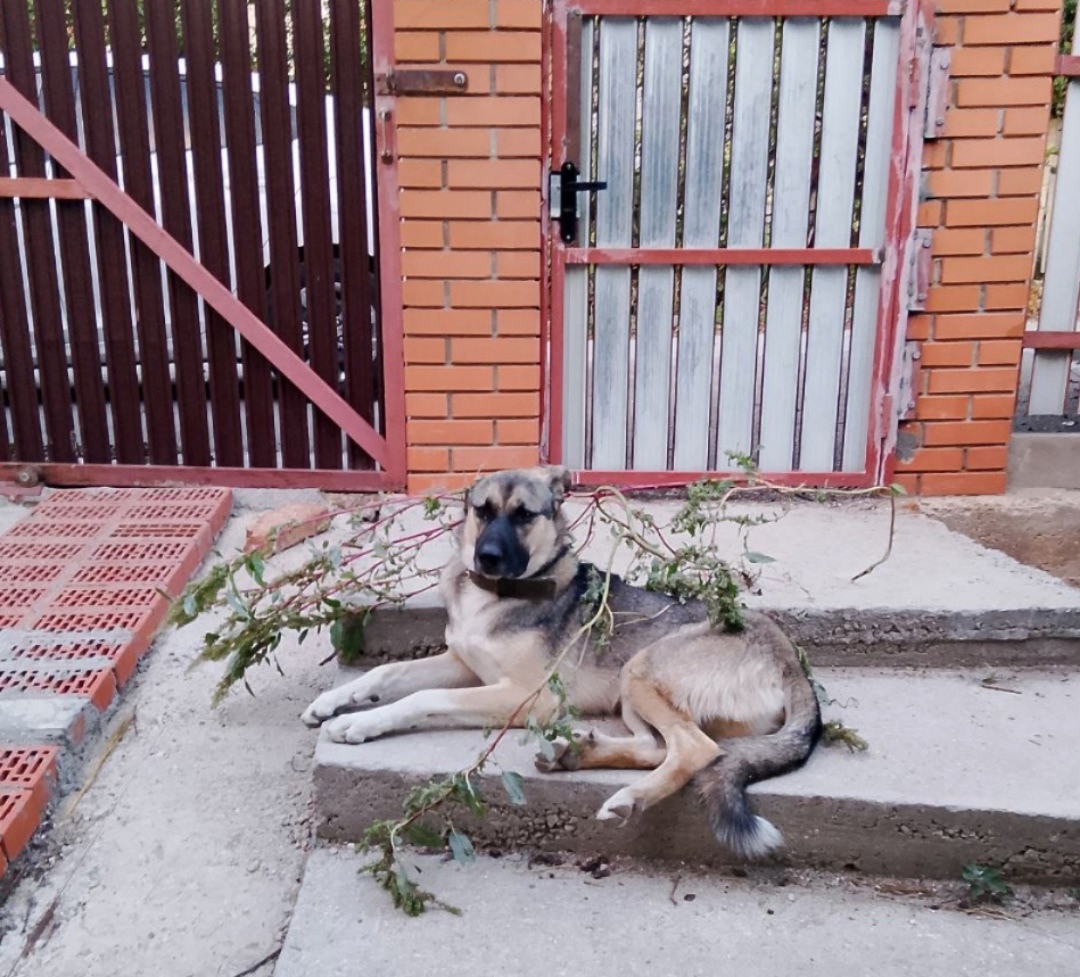 Пропала собака в Севастополе — фото объявления