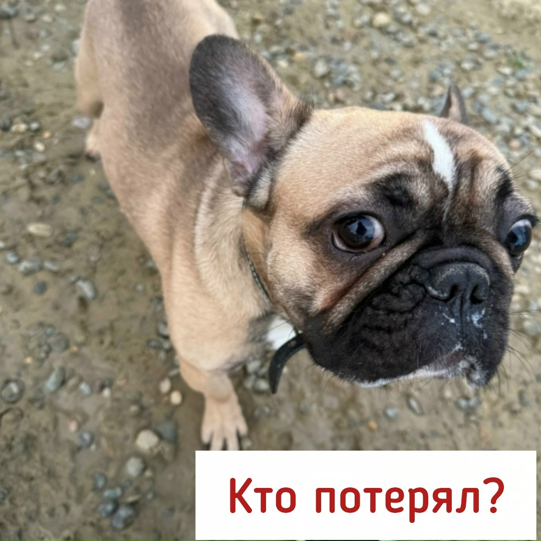 Найдена собака в Ставрополе — фото объявления