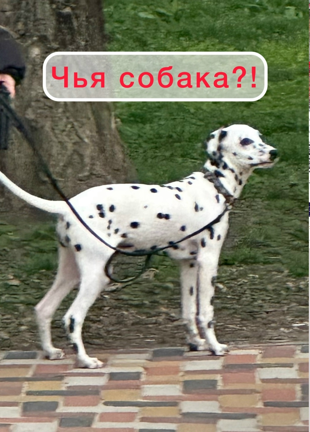 Найдена собака в Ставрополе — фото объявления