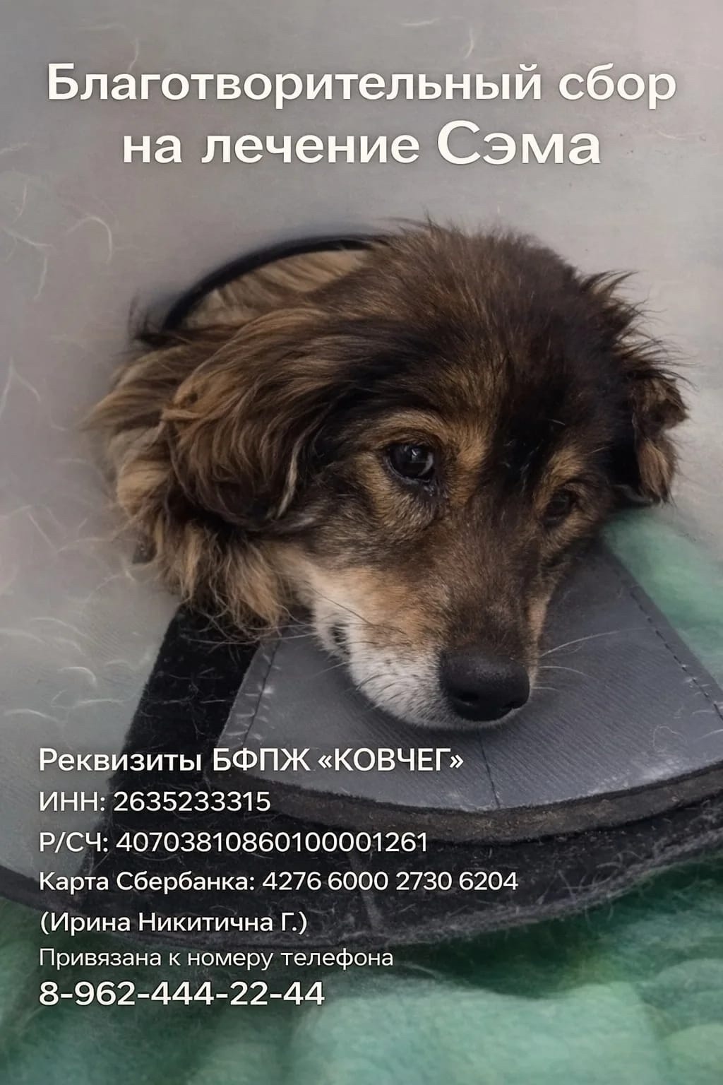 Найдена собака в Ставрополе — фото объявления