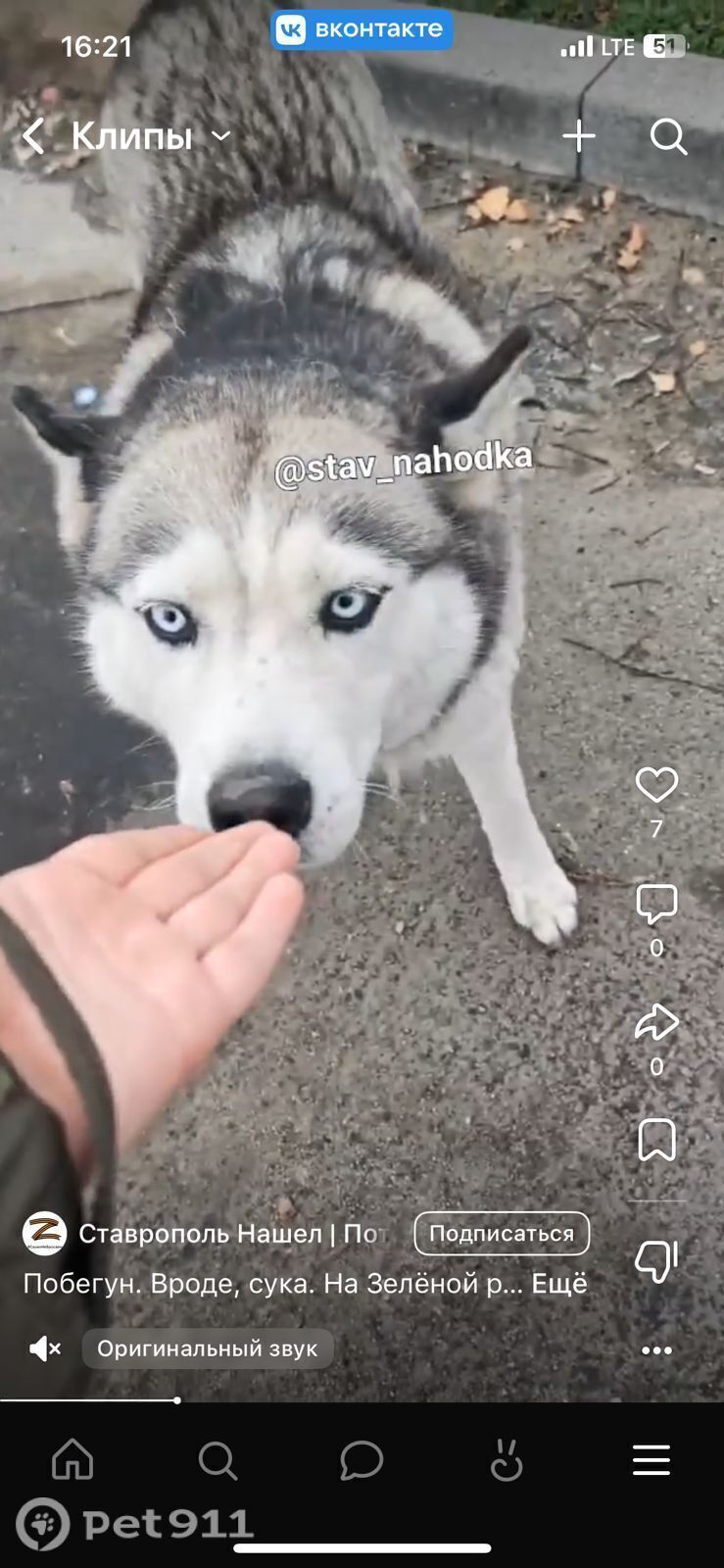 Пропала собака в Ставрополе — фото объявления