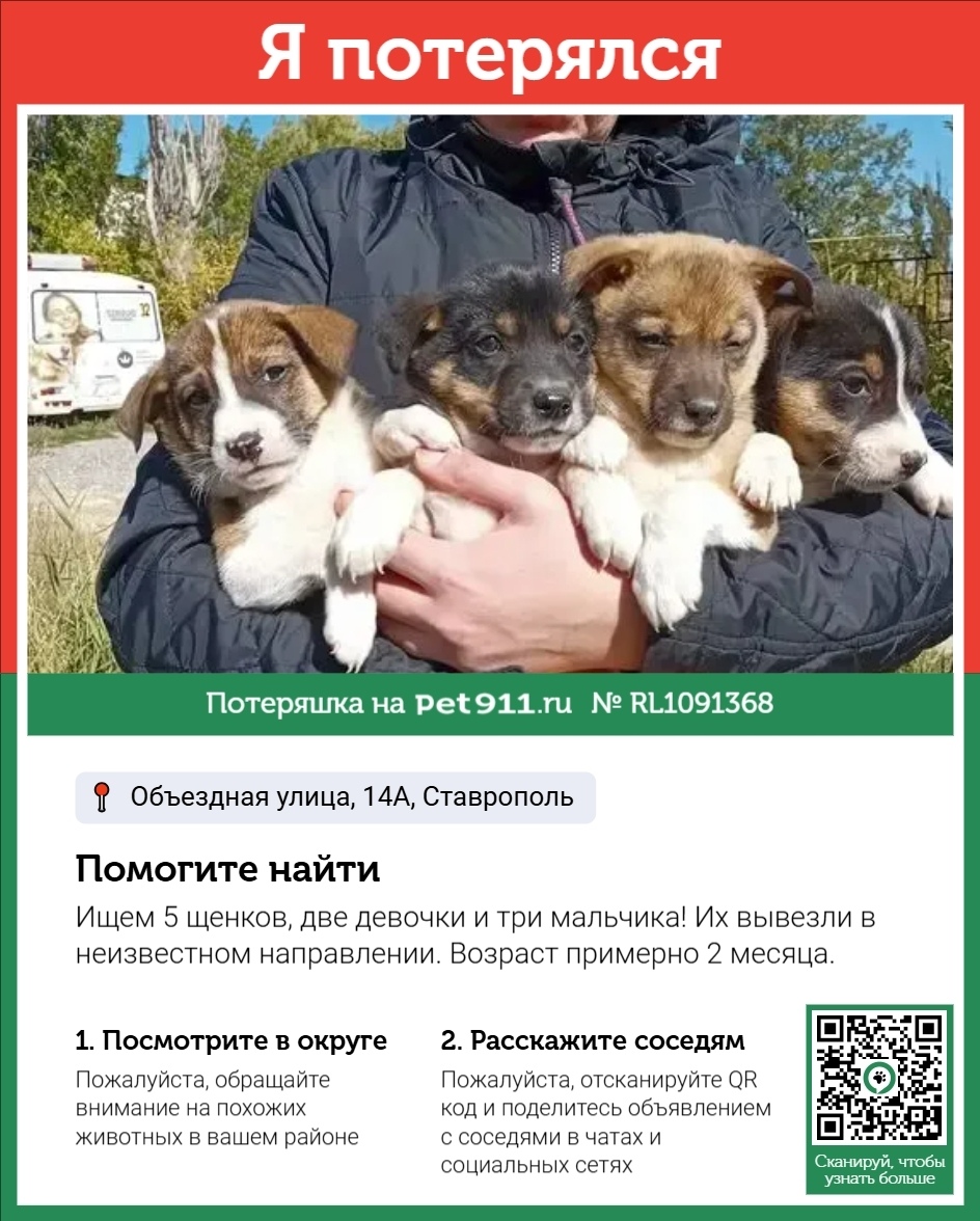 Пропала собака в Ставрополе — фото объявления