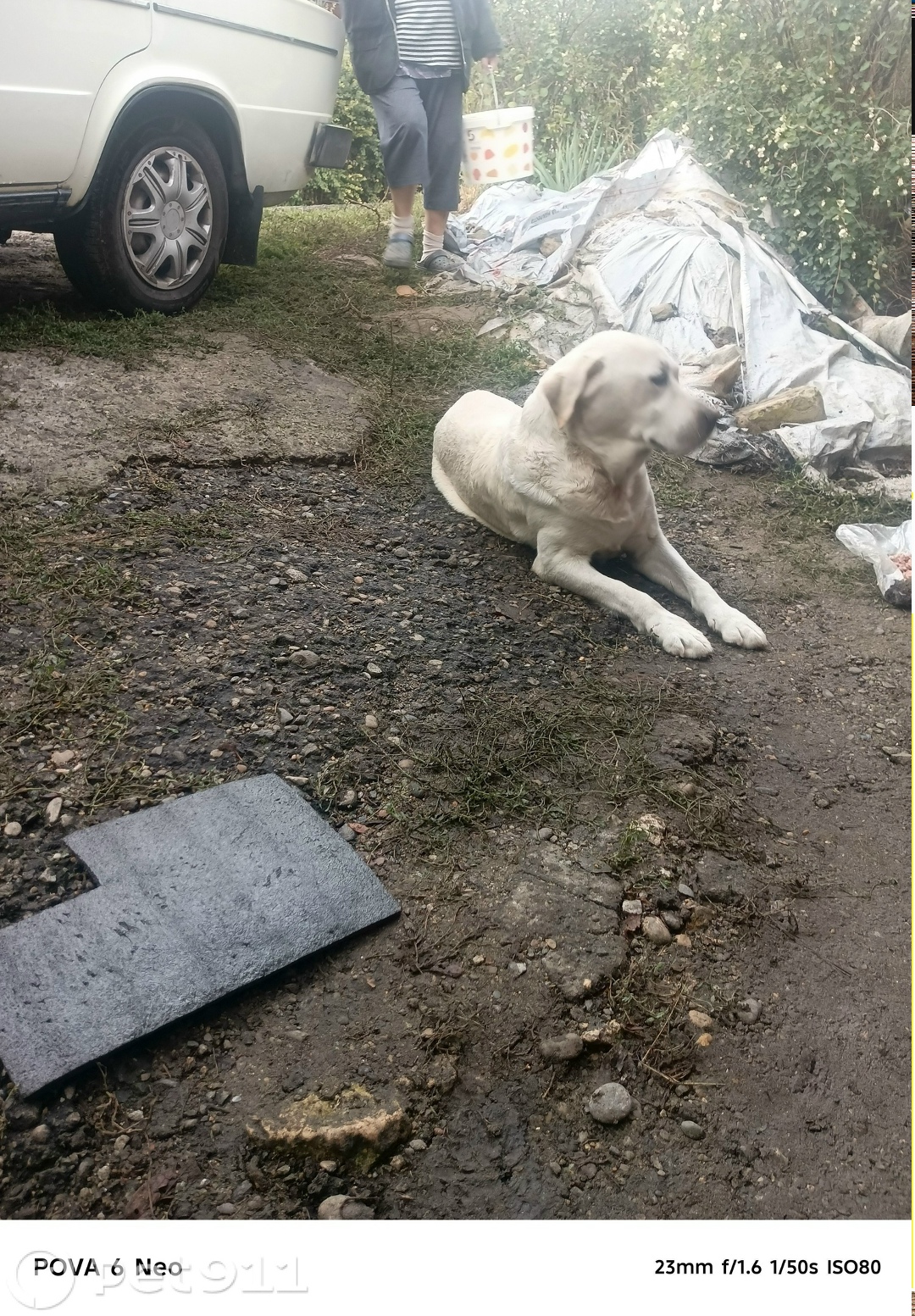 Найдена собака в Ставрополе — фото объявления
