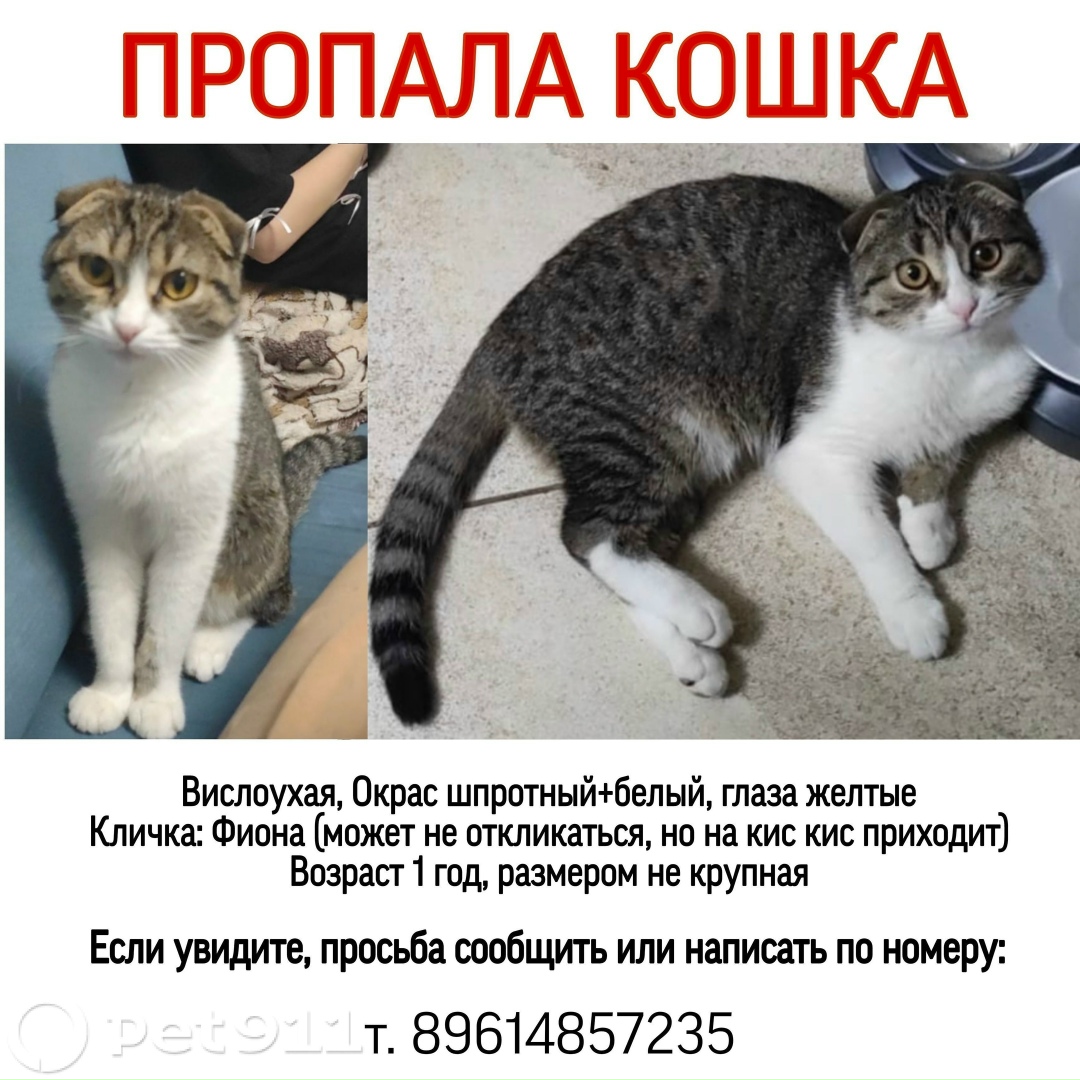Пропала кошка в Ставрополе — фото объявления