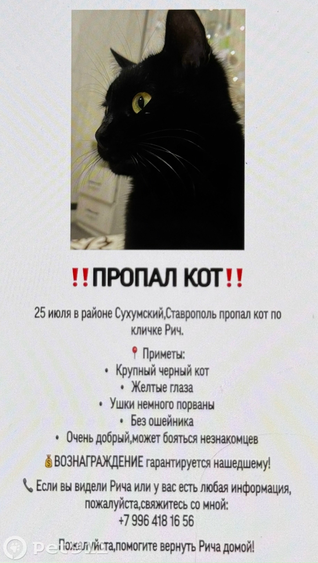 Пропала кошка в Ставрополе — фото объявления