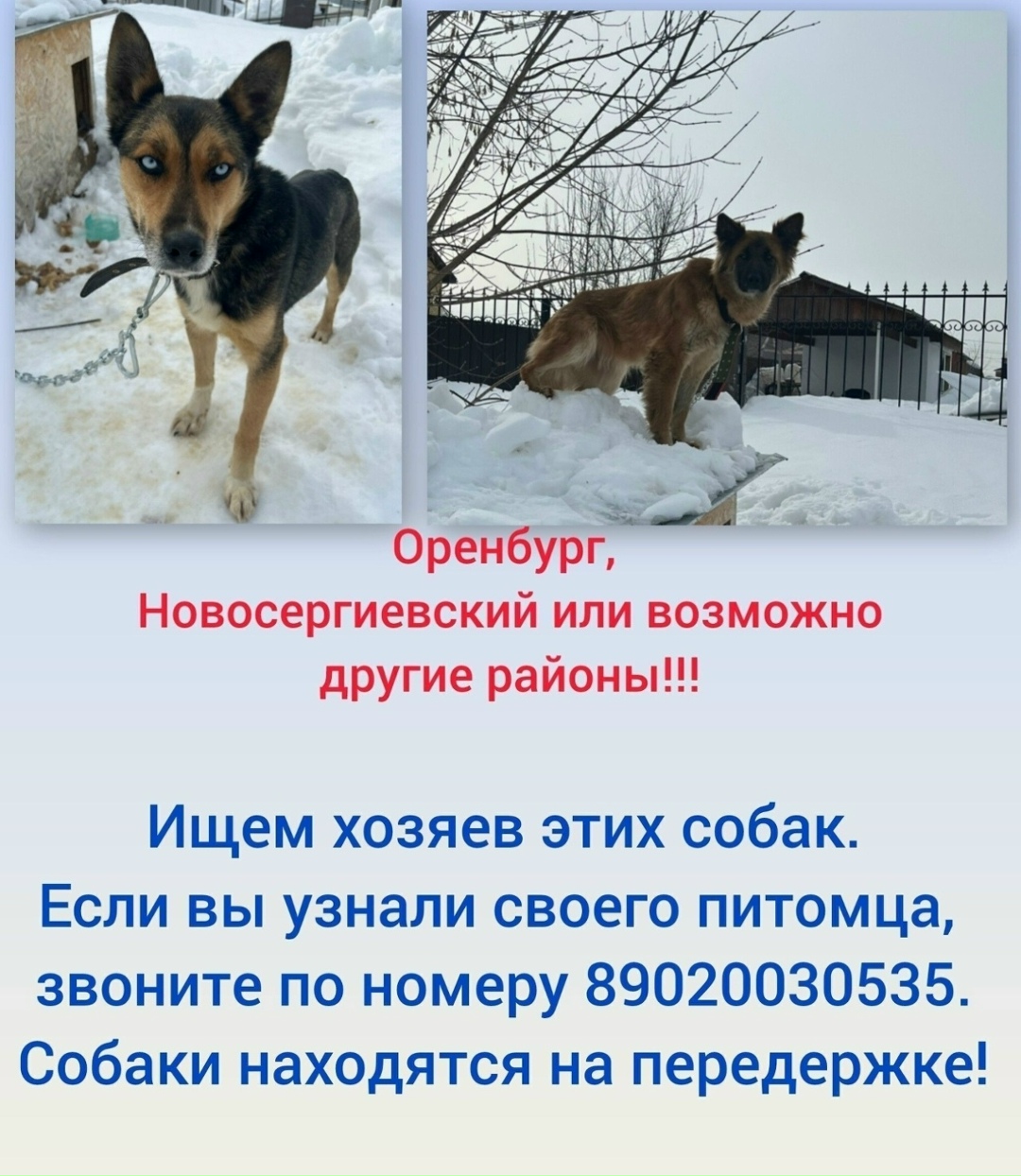Найдена собака в Оренбурге — фото объявления