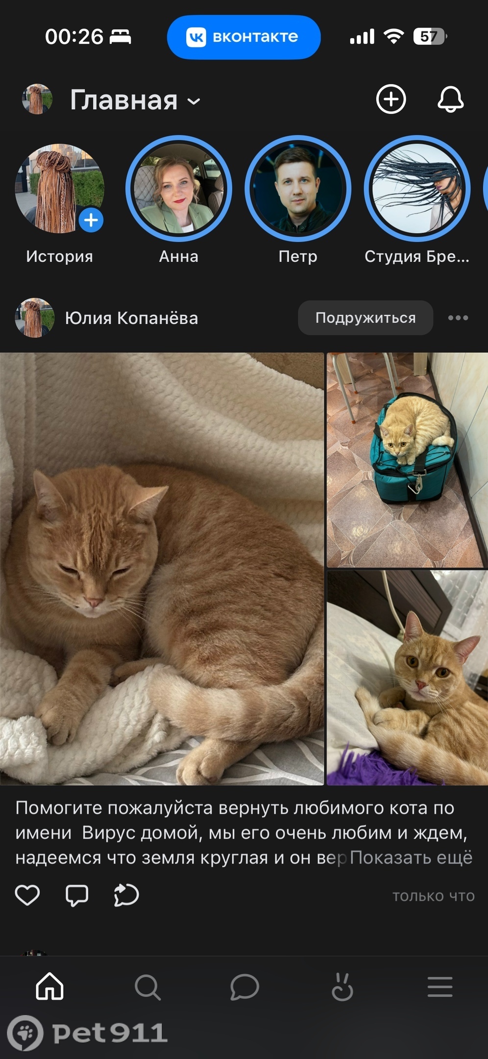 Пропала кошка в Оренбурге — фото объявления