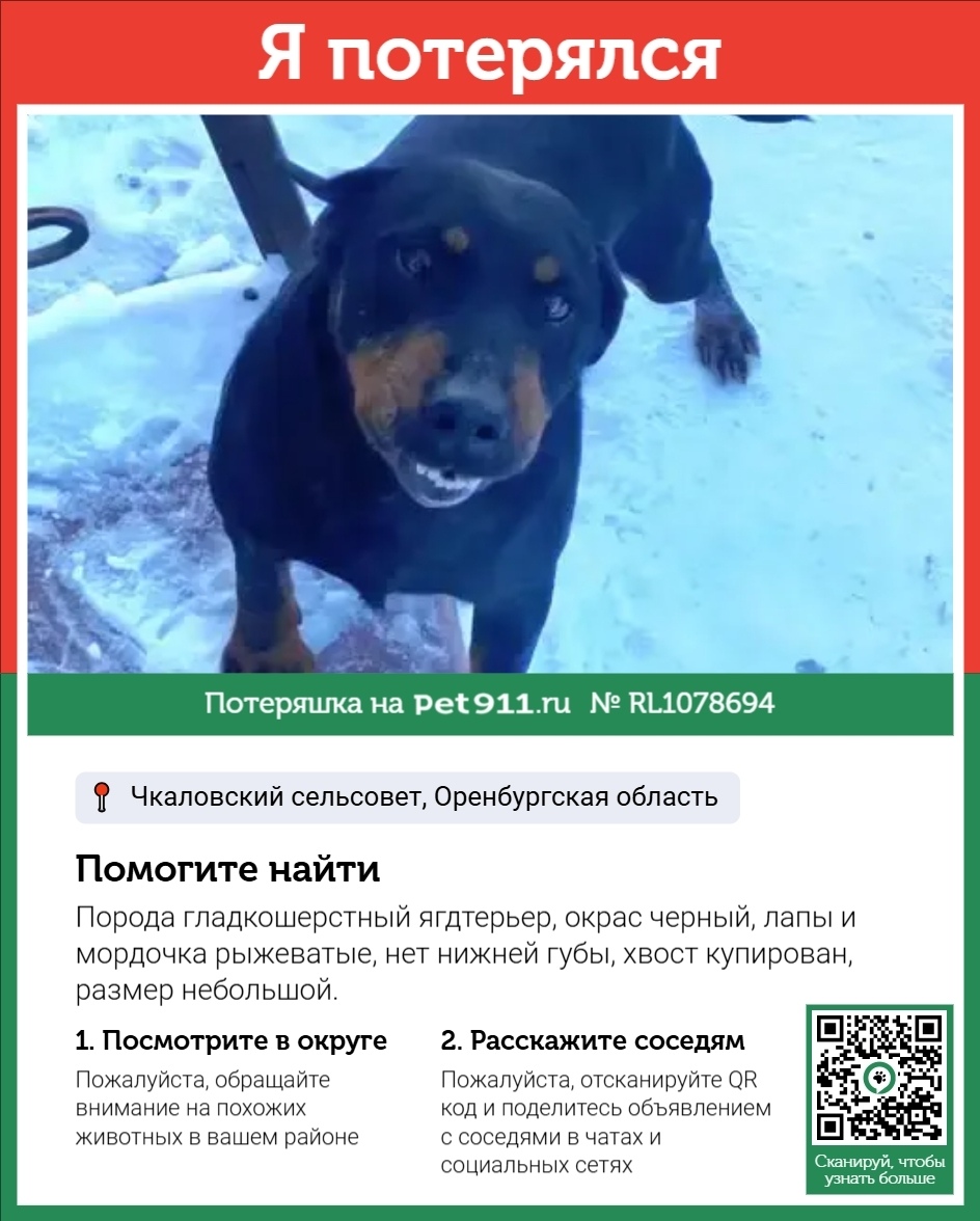 Пропала собака в Оренбурге — фото объявления