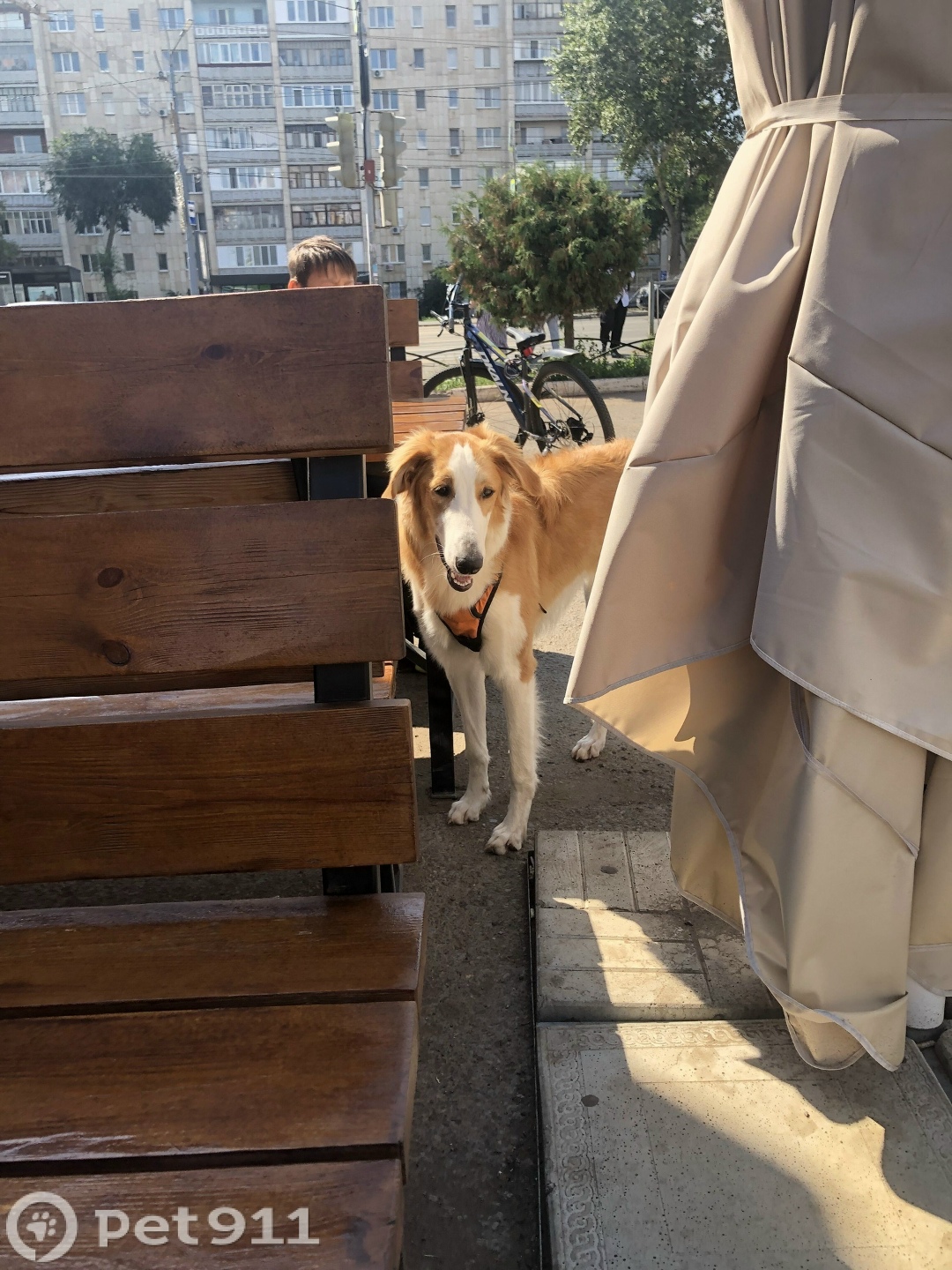 Найдена собака в Оренбурге — фото объявления