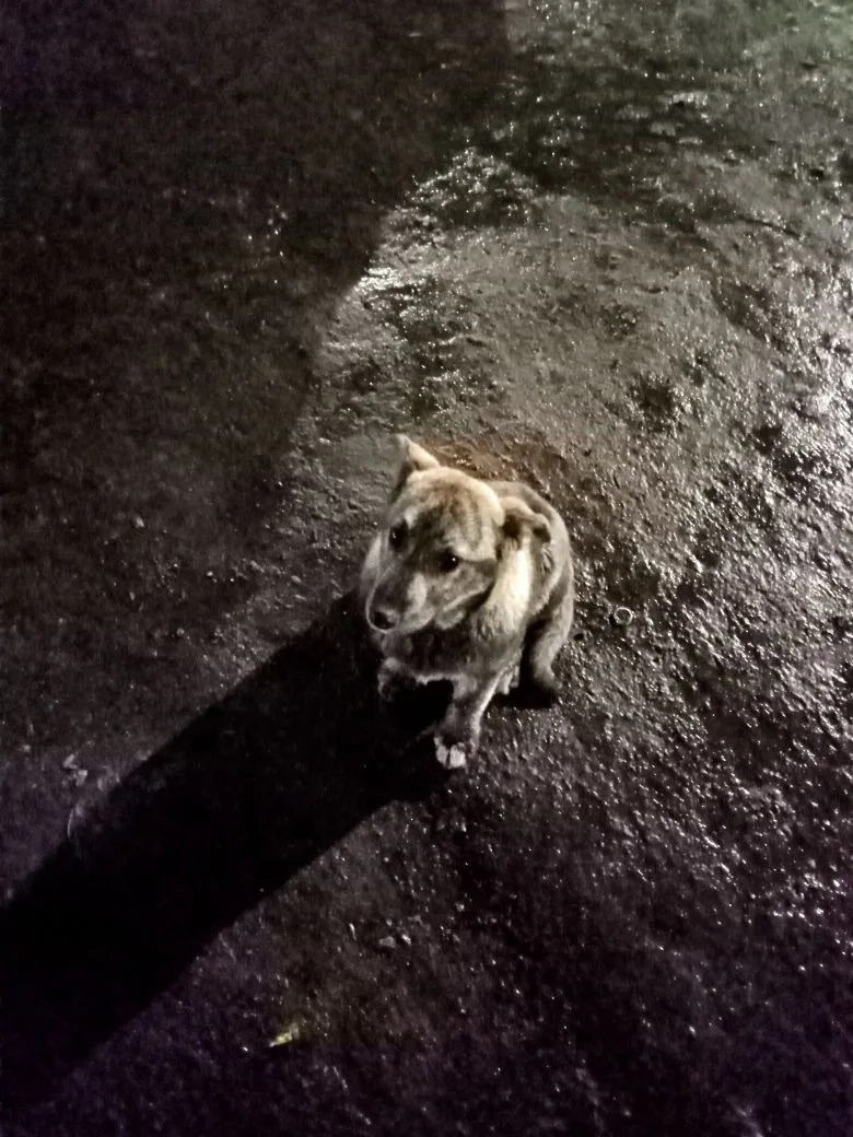 Пропала собака в Новокузнецке — фото объявления