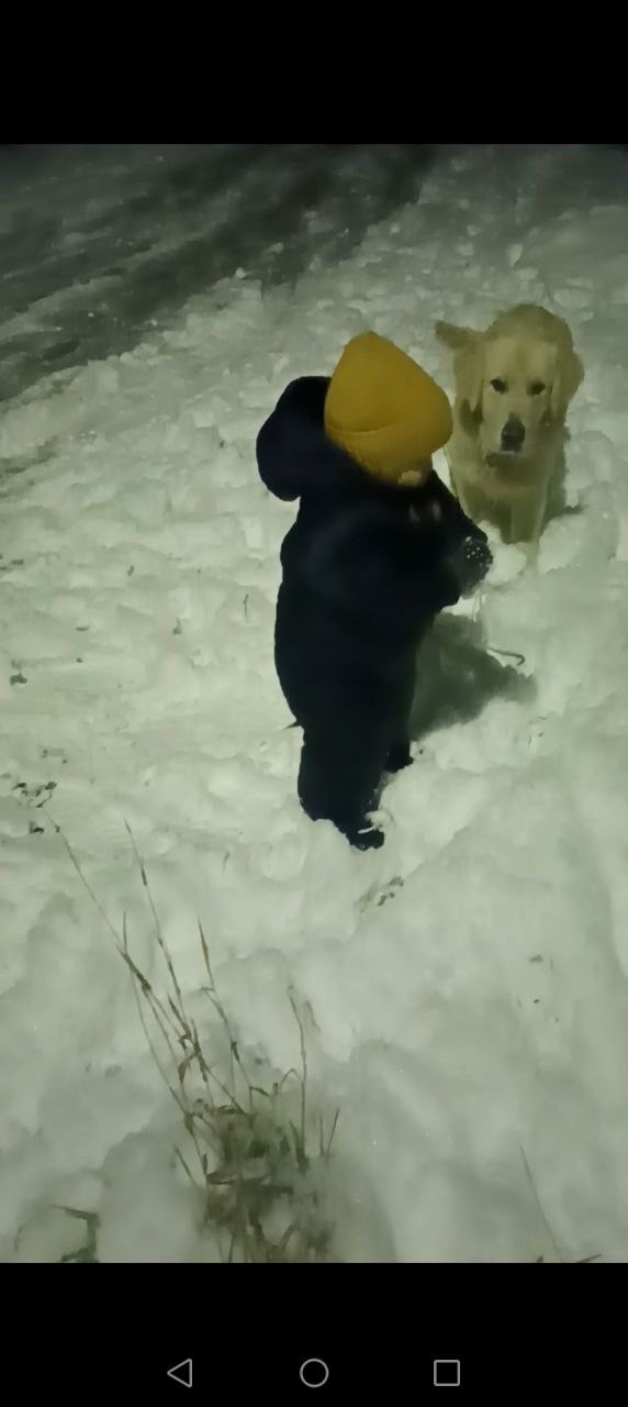 Пропала собака в Новокузнецке — фото объявления