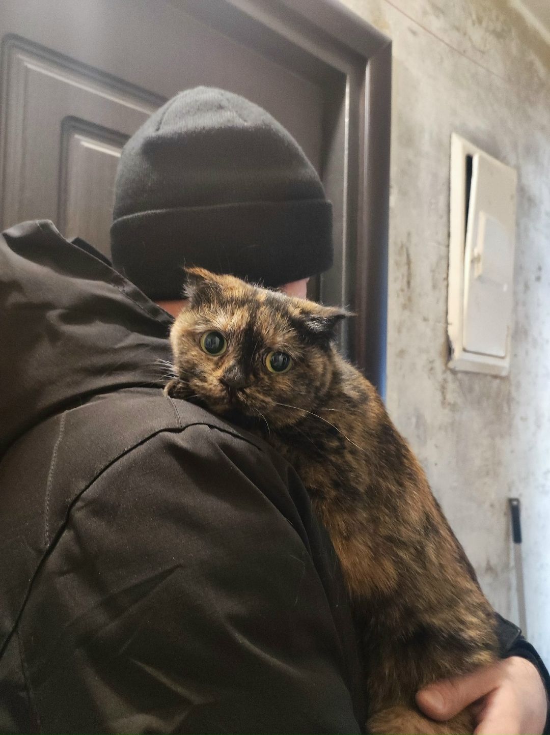 Пропала кошка в Новокузнецке — фото объявления