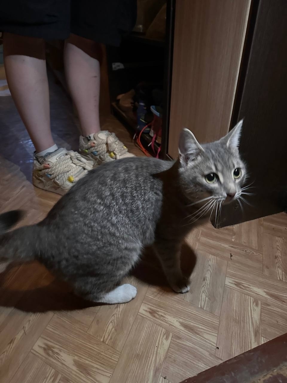 Найдена кошка в Рязани — фото объявления