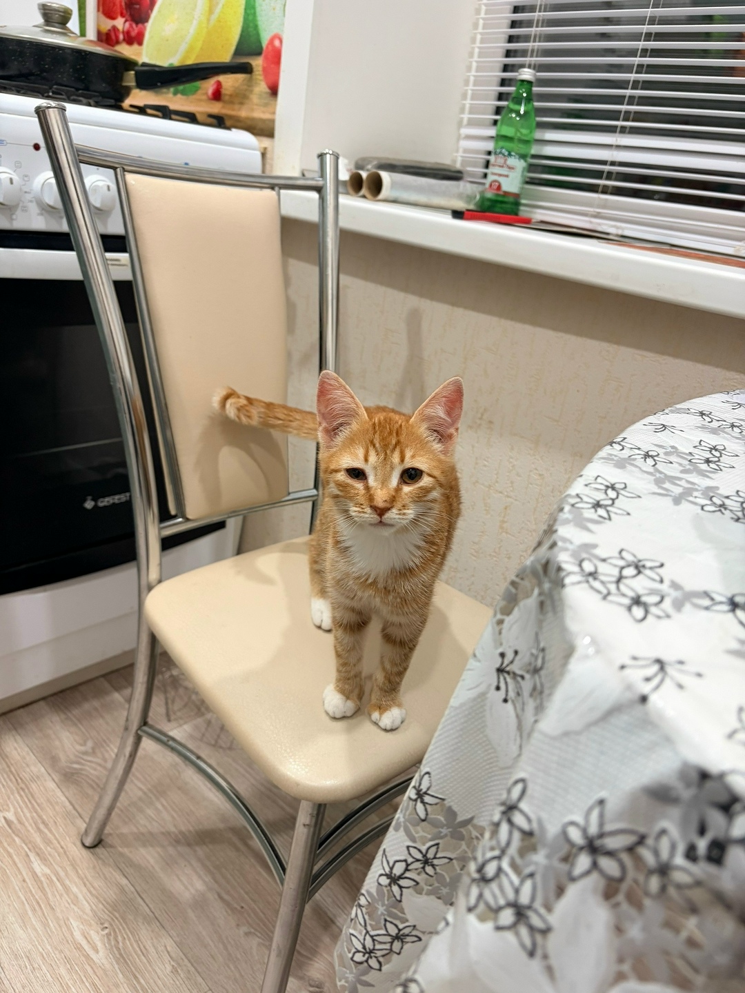 Найдена кошка в Пензе — фото объявления