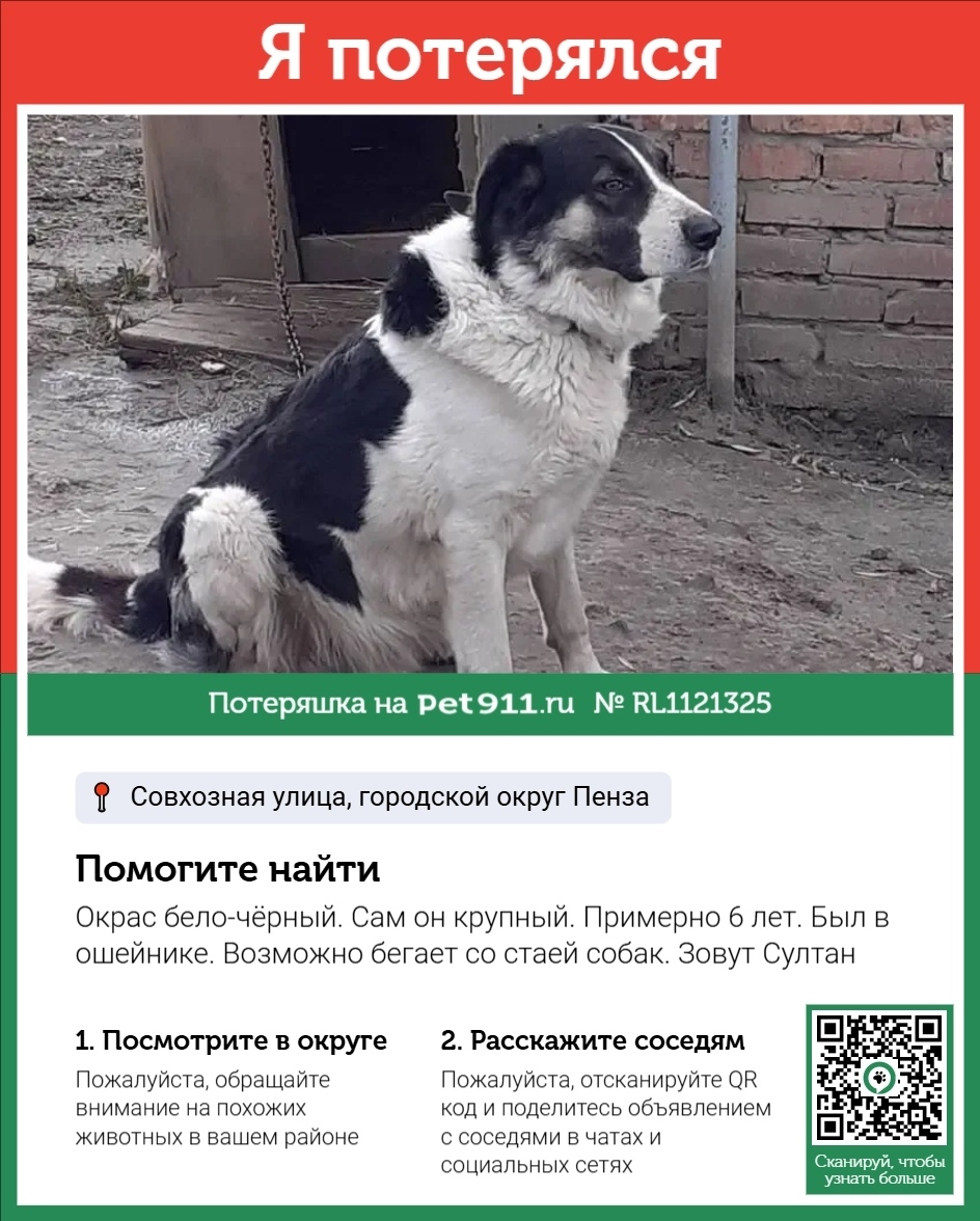 Пропала собака в Пензе — фото объявления