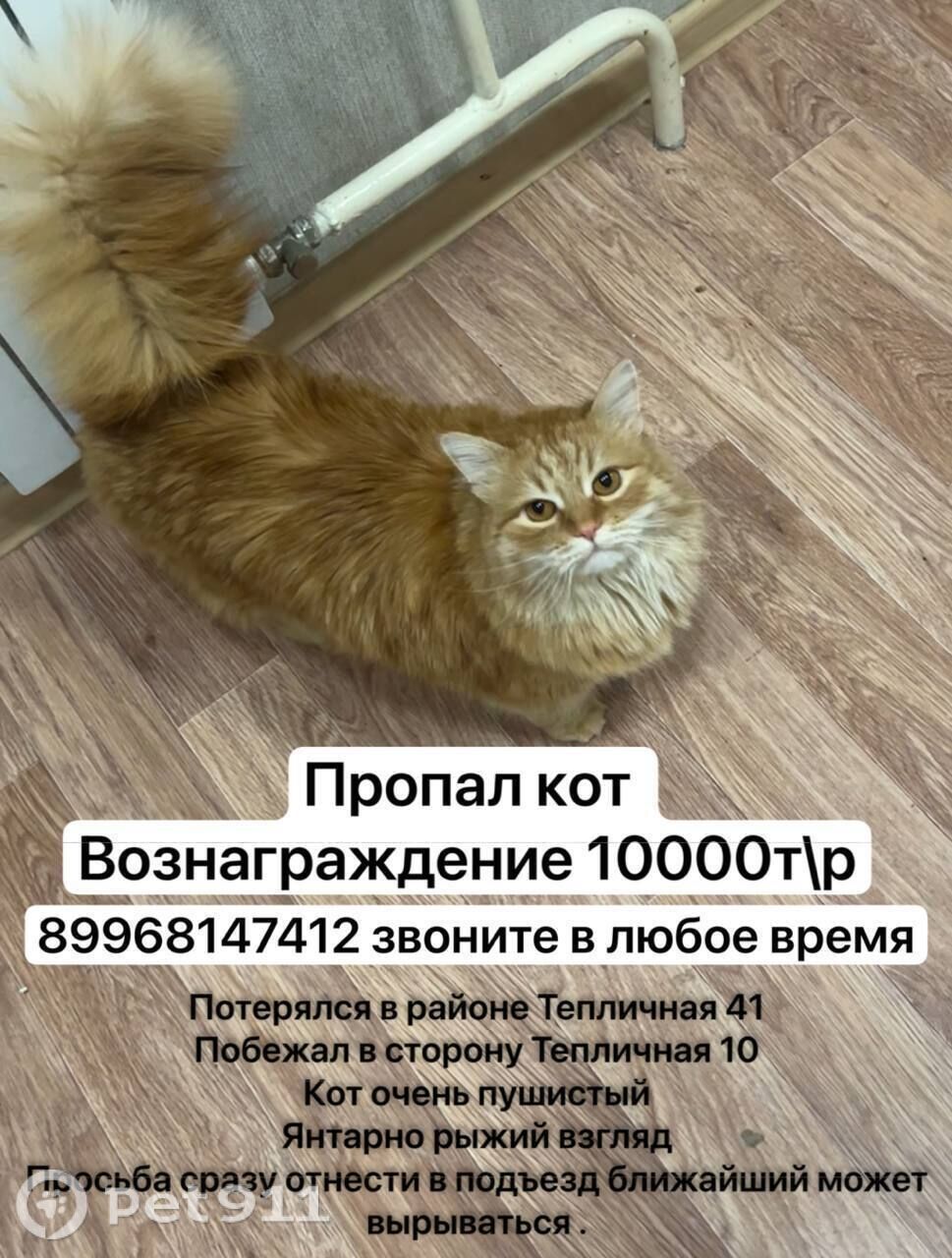 Пропала кошка в Пензе — фото объявления