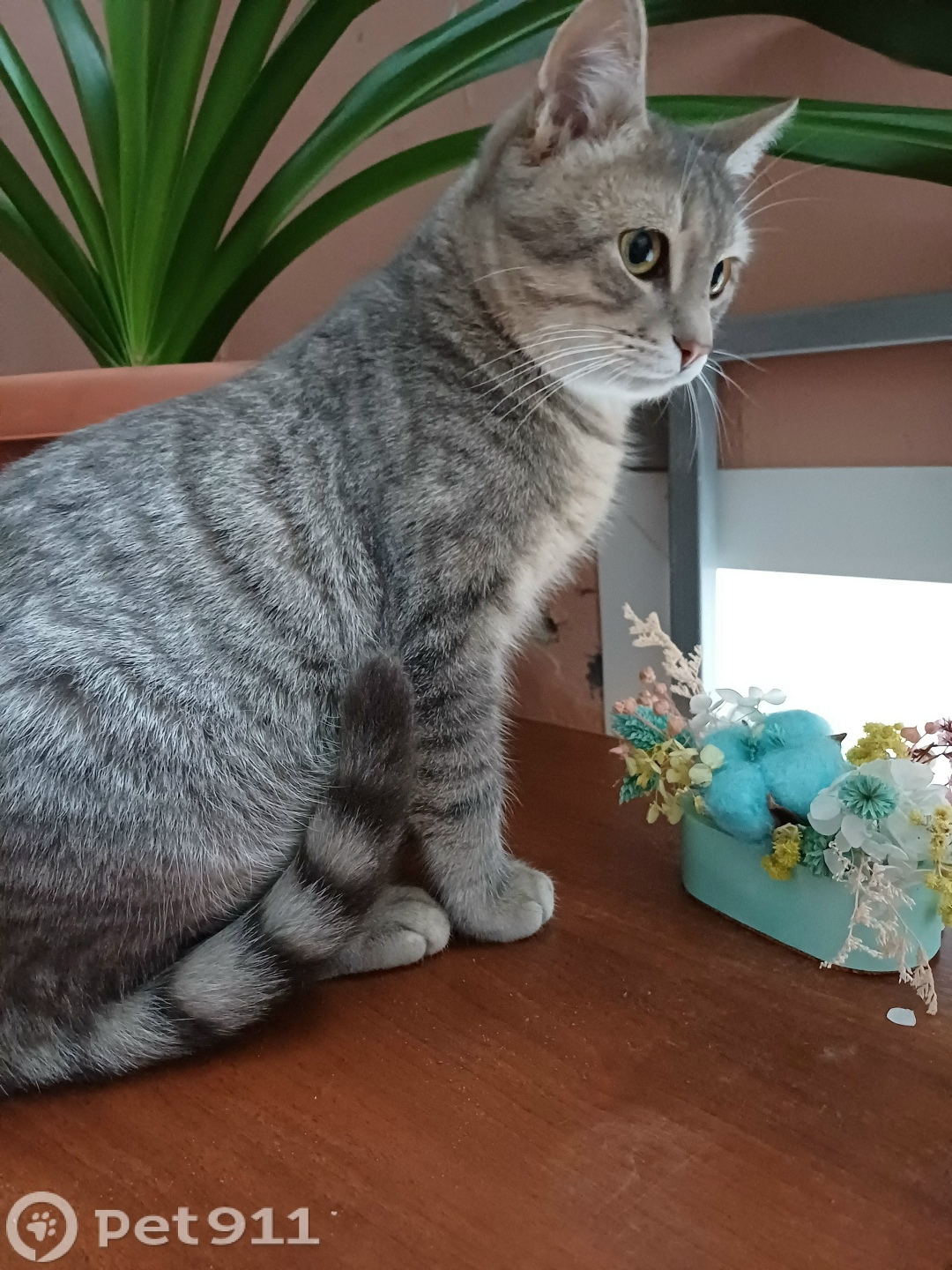 Найдена кошка в Пензе — фото объявления