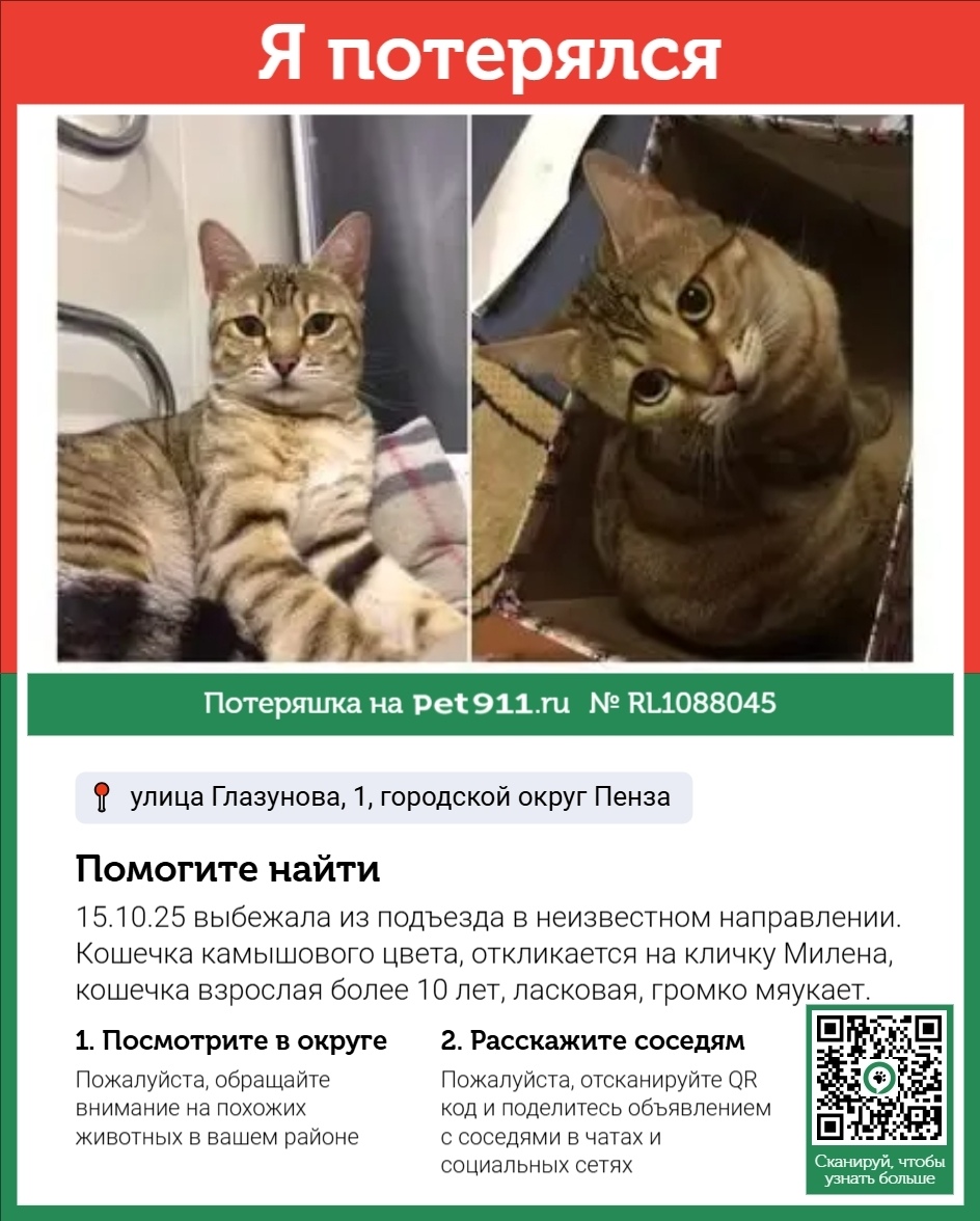 Пропала кошка в Пензе — фото объявления