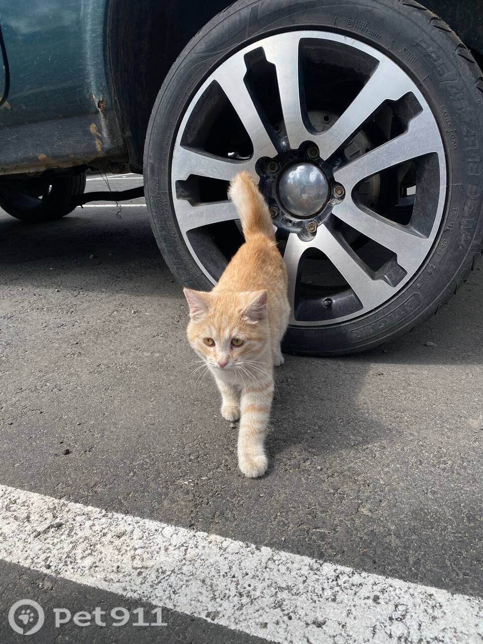 Найдена кошка в Пензе — фото объявления