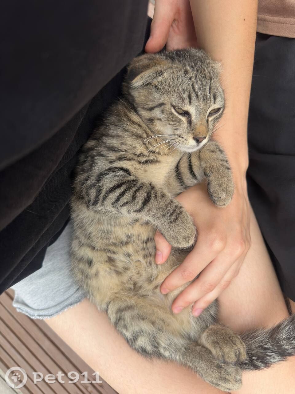 Найдена кошка в Пензе — фото объявления
