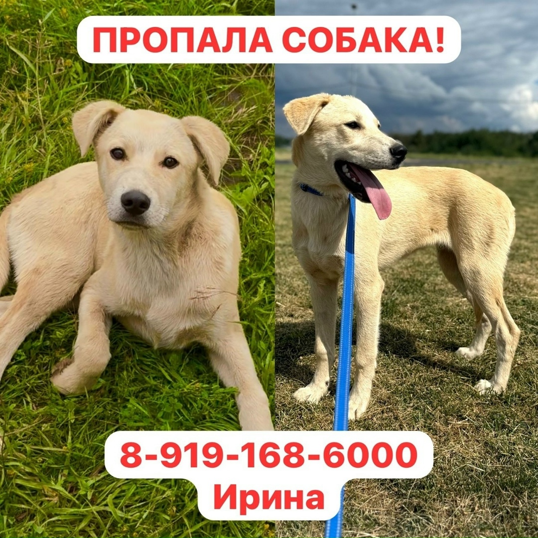 Найдена собака в Липецке — фото объявления