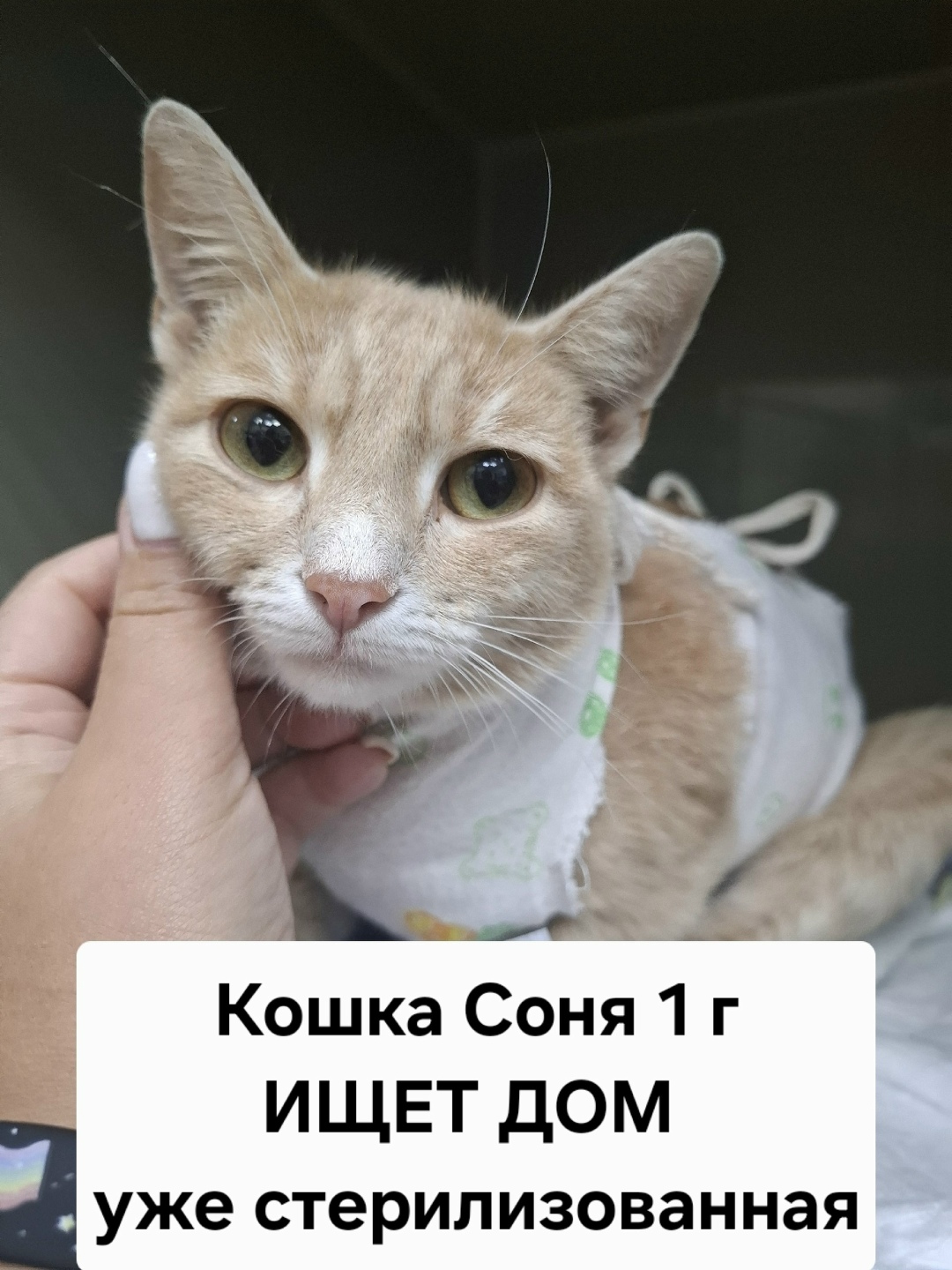Найдена собака в Липецке — фото объявления