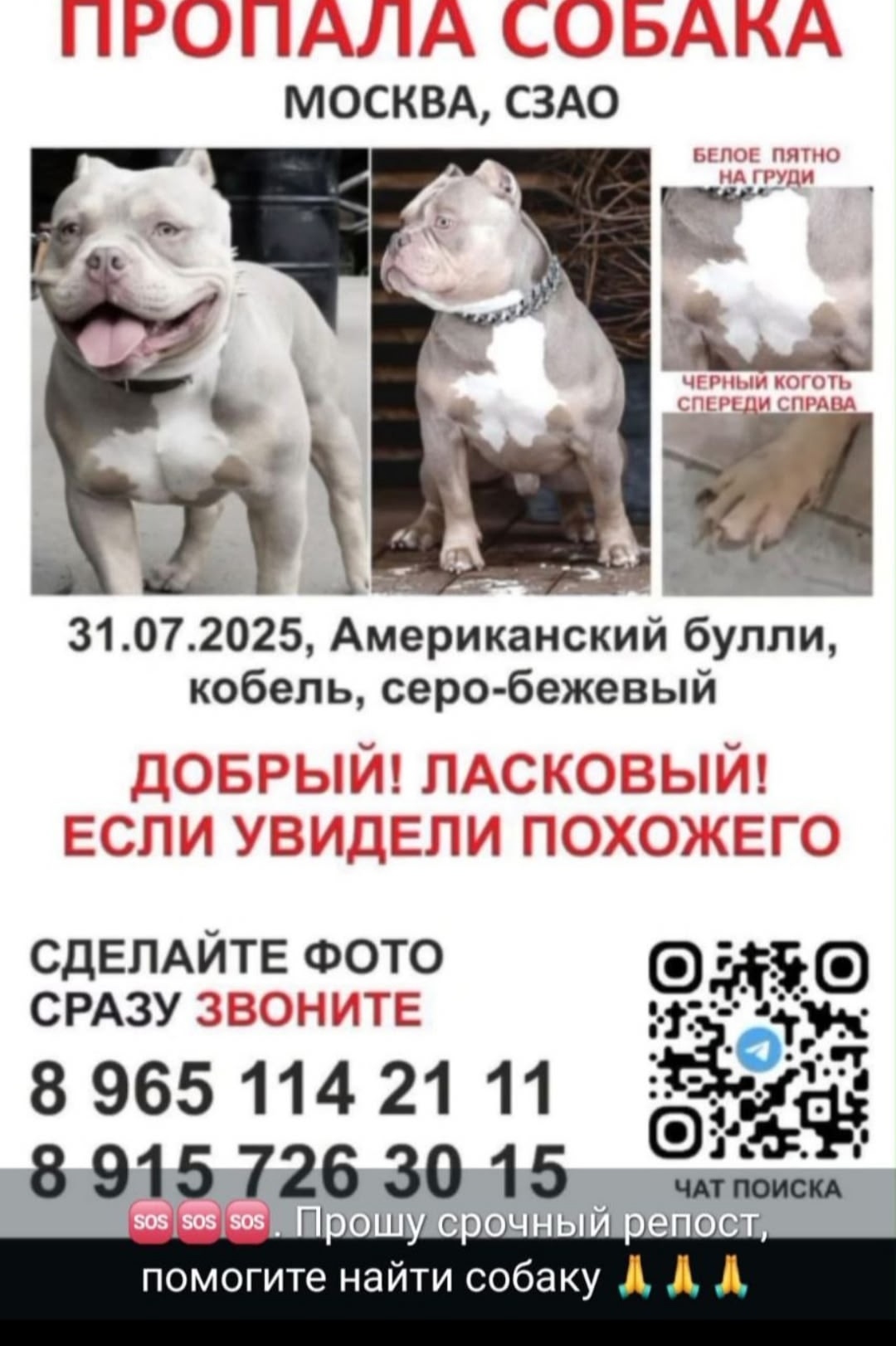 Найдена собака в Липецке — фото объявления
