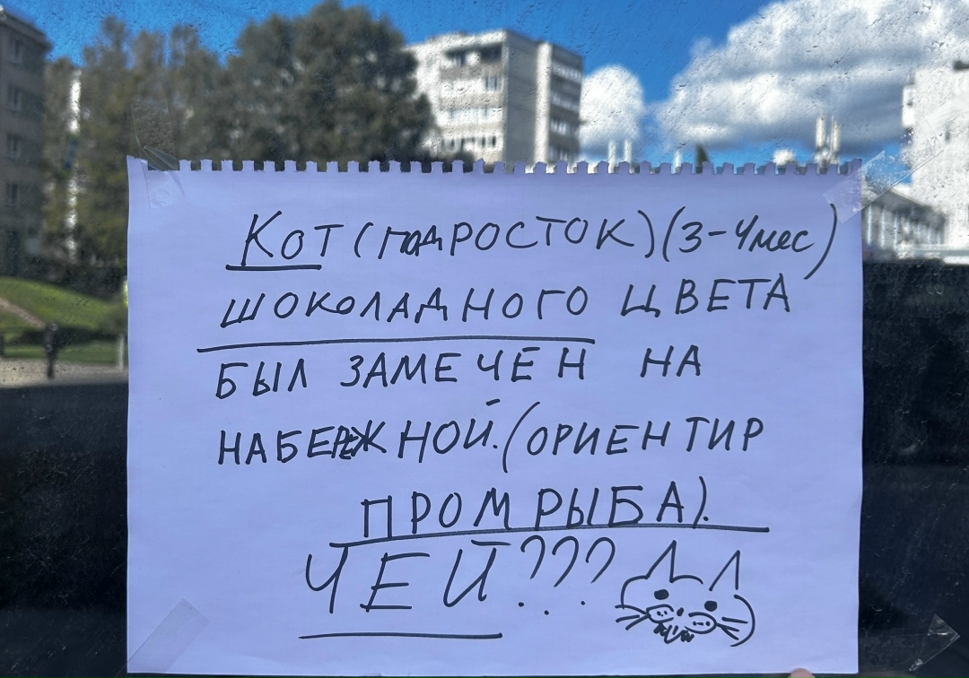 Найдена собака в Калининграде — фото объявления
