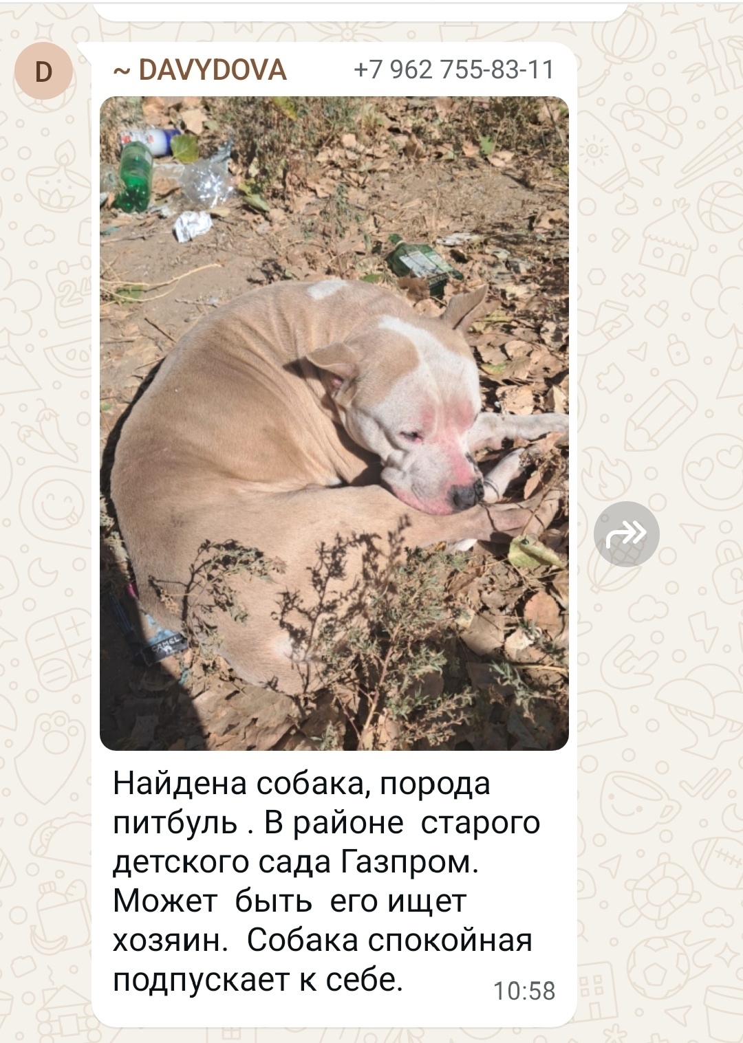 Найдена собака в Астрахани — фото объявления
