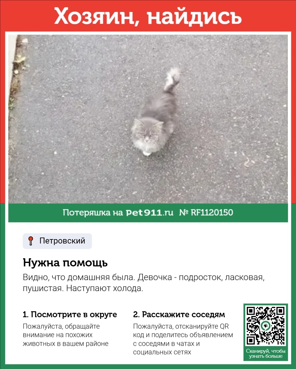 Найдена кошка в Туле — фото объявления
