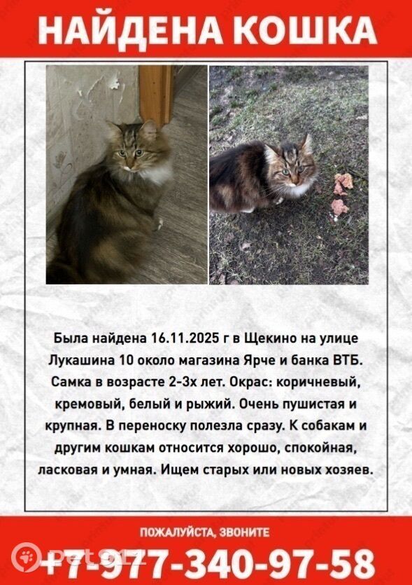 Найдена кошка в Туле — фото объявления