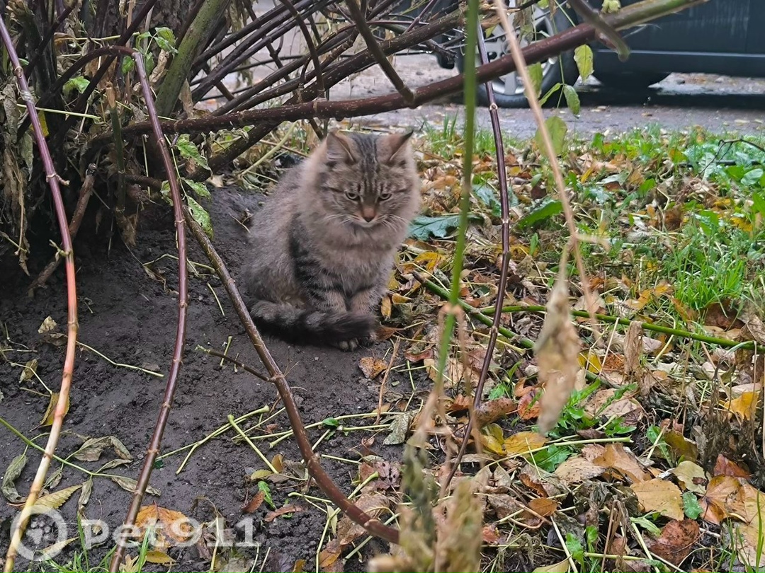 Найдена кошка в Туле — фото объявления