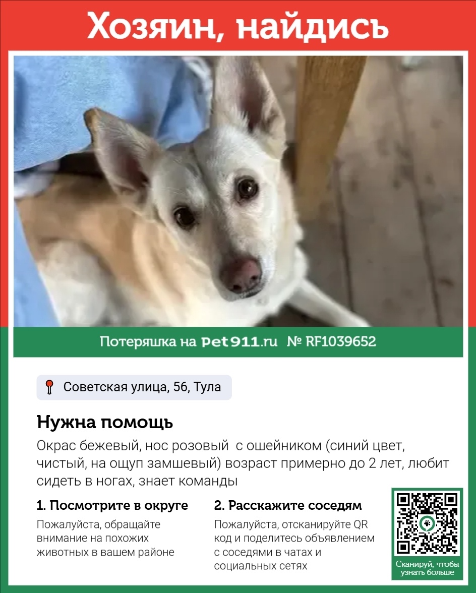 Найдена собака в Туле — фото объявления