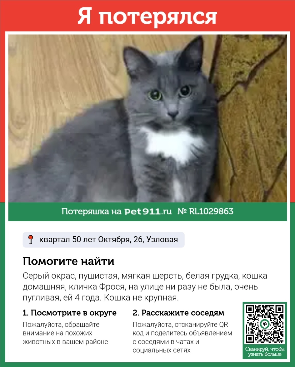 Пропала кошка в Туле — фото объявления