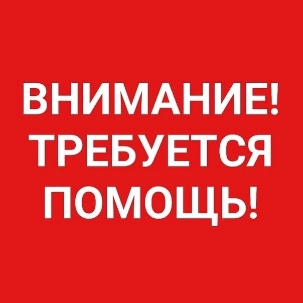 Найдена собака в Кирове — фото объявления