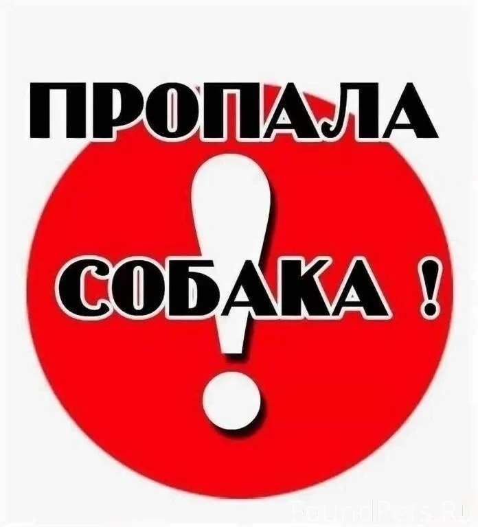 Пропала собака в Кирове — фото объявления