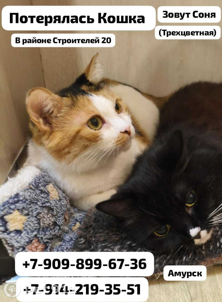Найдена кошка в Амурске — фото объявления