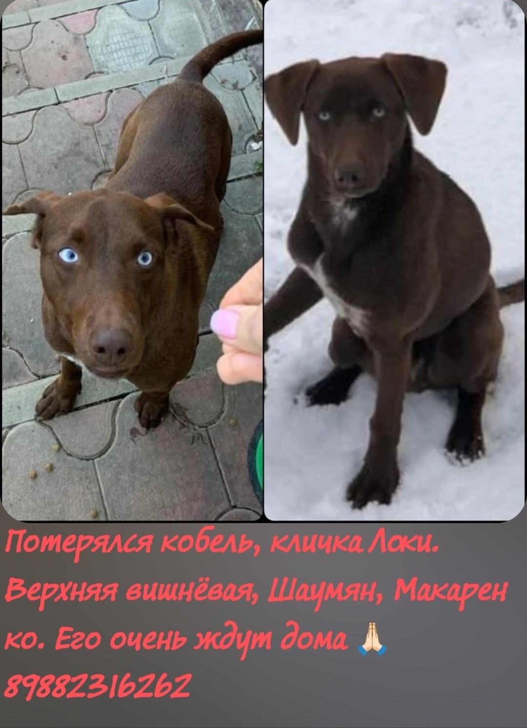 Пропала собака в Сочи — фото объявления