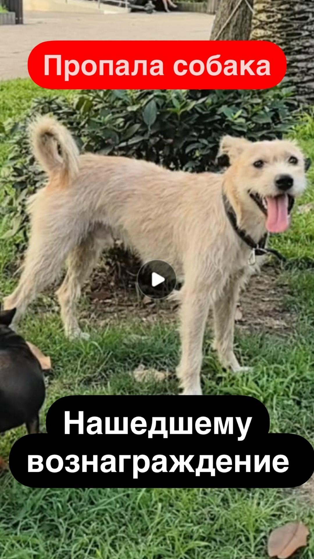 Пропала собака в Сочи — фото объявления