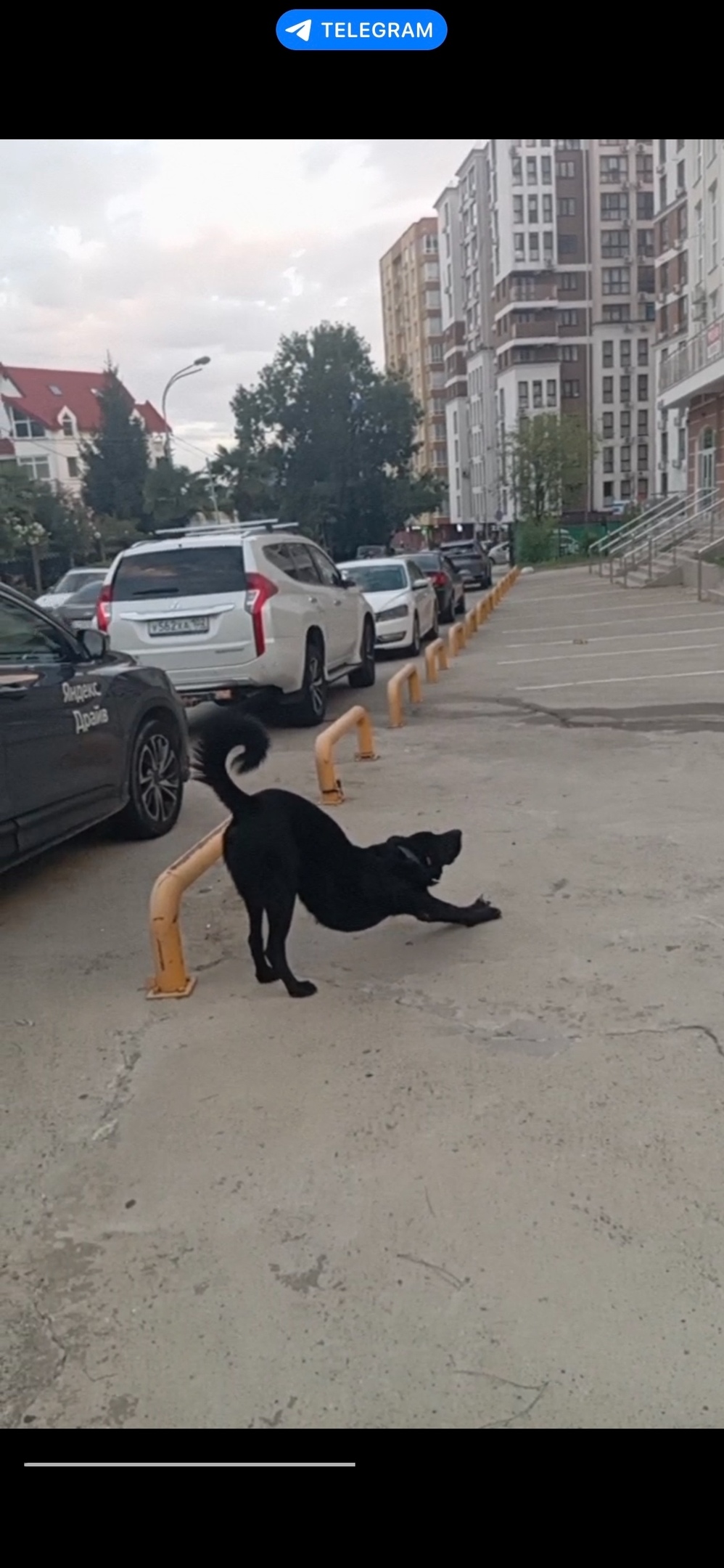 Пропала собака в Сочи — фото объявления