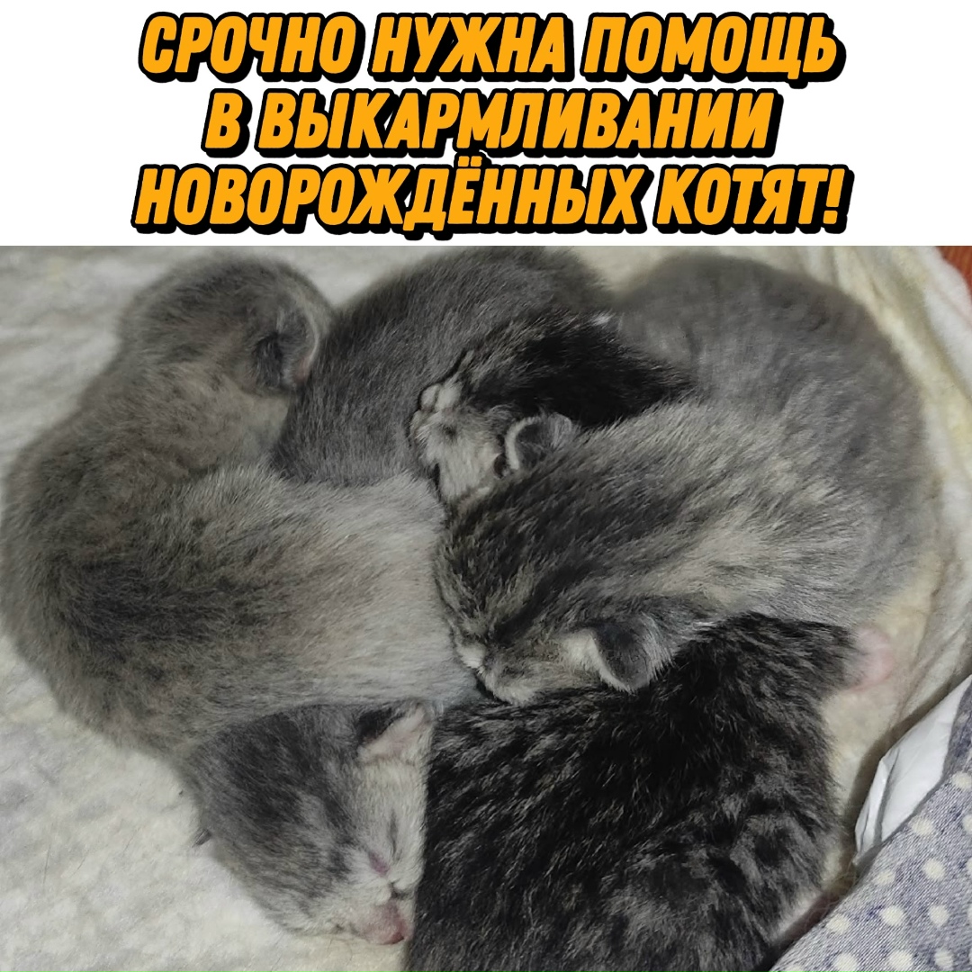 Пропала кошка в Курске — фото объявления