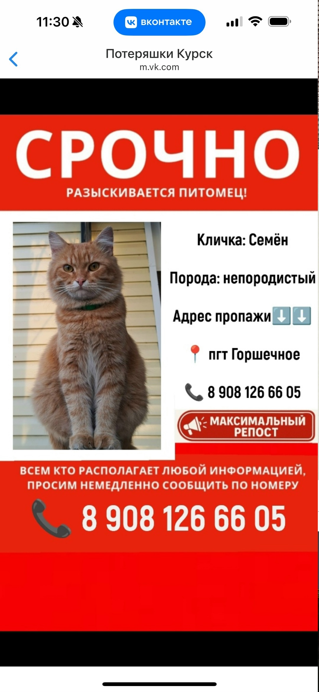 Пропала собака в Курске — фото объявления