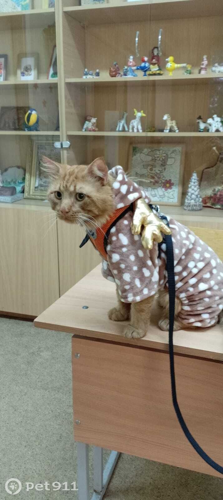 Пропала кошка в Твери — фото объявления
