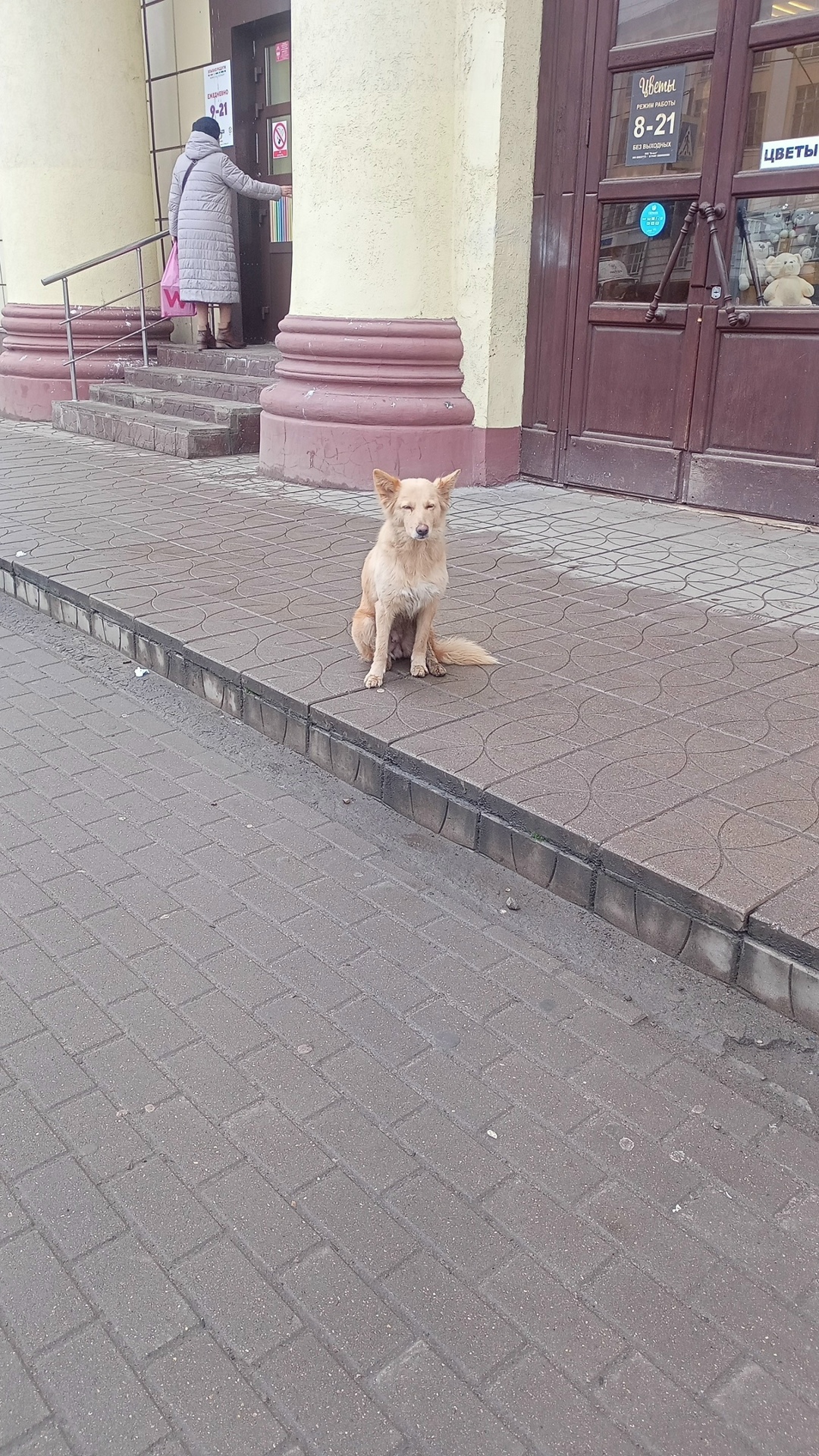 Найдена собака в Твери — фото объявления